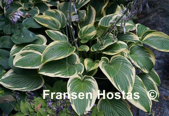 Hosta Grace McClure